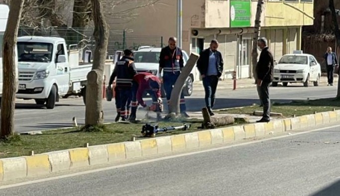 Kayyım 20 yıllık ağaçları kesti