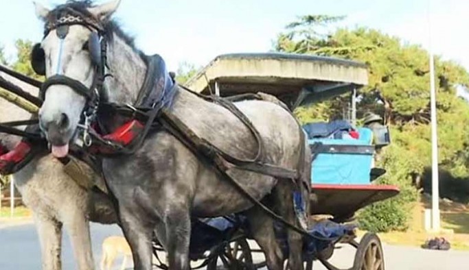 İBB’nin Adalar’dan alıp MHP’li belediyeye hibe ettiği atlar kayıp