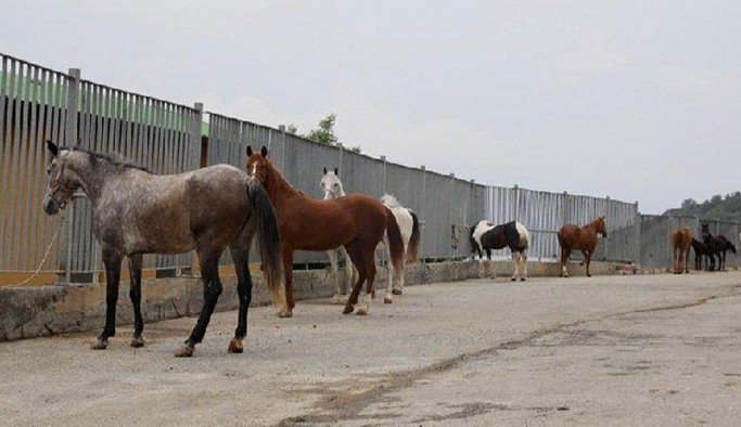 '978 kayıp at' iddiasına ilişkin İBB'den açıklama geldi