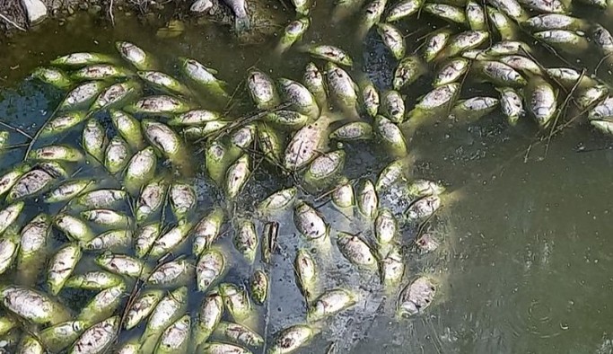 Baraj kapaklarının açılması sonrası binlerce balık öldü