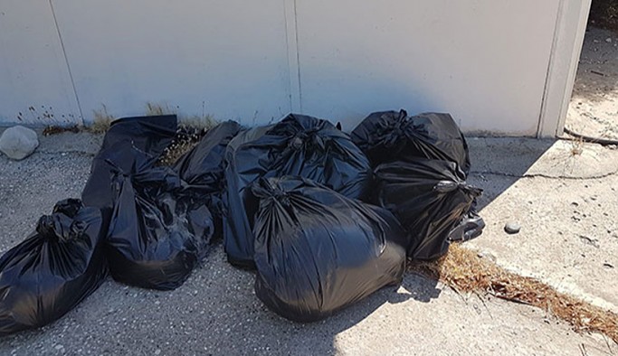 Demre'de 10 köpek zehirlenerek öldürüldü