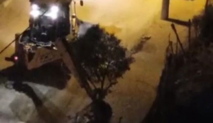 Kayyım, gece karanlığında ağaç katliamı yaptı