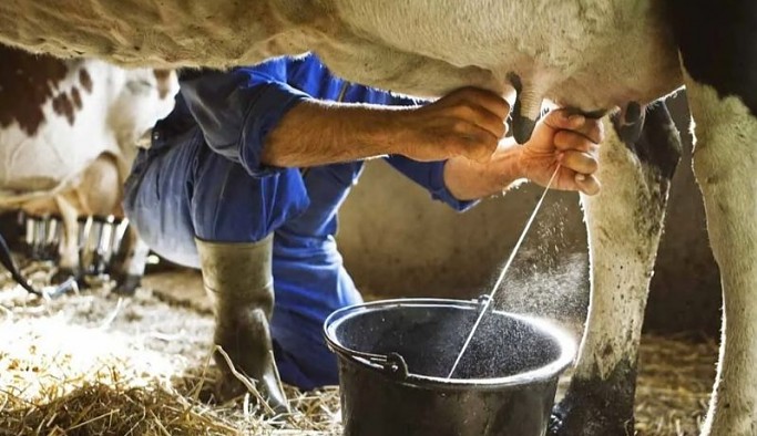 TÜSEDAD: Süt zammı yetersiz, üretici hayvanını kesime göndermek zorunda