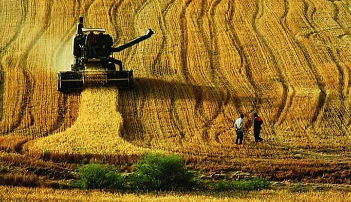 Çiftçiler toprağa küsüp mesleği terk ediyor: Artık hangi çiftçi para kazanabiliyor?