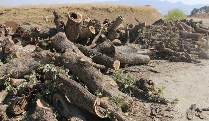 HDP'li Çepni'den operasyon öncesi ağaç kıyımına tepki: Doğa silah olarak kullanılıyor