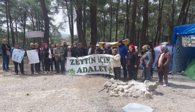 İkizköy’de sökülen zeytin ağaçları geri dikilecek