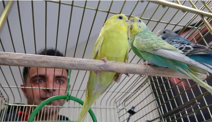 Muhabbet kuşu satışları patladı: Depremi haber verdiğine inanıyorlar