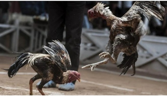 Horozları koruma derneğine ‘horoz dövüşü’ baskını