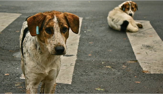 Sokak köpekleri teklifi Meclis’e geliyor: AKP'nin teklifinde 'uyutma'da geri adım