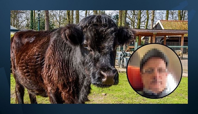 Hollanda'da ineğe tecavüz eden Türk vatandaşına hapis cezası