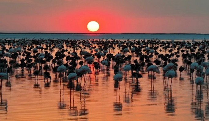 Tuz Gölü'nde yavru flamingo sayısı artıyor