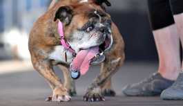 'Dünyanın en çirkin köpeği' Zsa Zsa öldü