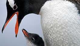 Kral penguenlerinin sayısında büyük düşüş