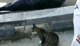 'Bu bir saldırı': Kedi, yolunu kapatan foku tokatladı