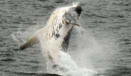 Rusya'da ‘karnını kaşımak' için kıyıya yanaşan balina böyle görüntülendi