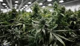 İtalya'da depresif hayvanlara marihuana tedavisi: Hayvanlar rahatlıyor
