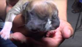 Peru'da çift başlı köpek doğdu