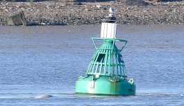 Thames Nehri’nde Beluga cinsi bir balina görüldü
