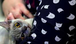 Vali yardımcılarının kedi tartışması mahkemeye taşındı
