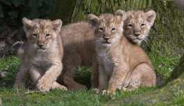 Dişi aslan, üç yavrusunun babasını öldürdü