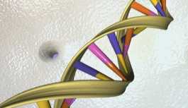 Kanser hücrelerinin DNA'ları 'altının çekim gücüne kapılıyor'