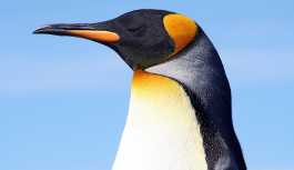 Binlerce penguen Güney Amerika'da mahsur kaldı