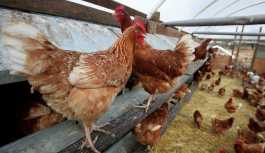 İskoçyalı uzmanlar kanser ilacı yumurtlayan tavuk yetiştirdi
