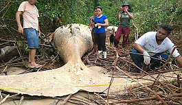 Amazon ormanlarında kambur balina ölüsü bulundu: Nasıl geldiği bilinmiyor