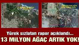 3. Havalimanı için 13 milyon ağaç kesilmiş