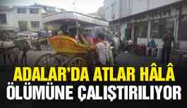 Adalar’da atlar ölümüne çalıştırılıyor