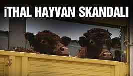 İthal hayvan skandalı