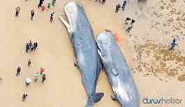 Sahile vuran balinanın midesinden 100 kilogram çöp çıktı