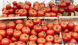 Rusya'nın 'kota doldu' gerekçesiyle almadığı 5 bin ton domates çöpe gitti