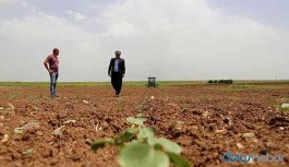HDP'li belediye boş arazisini yoksullar için ekecek
