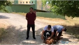 AKP'liler bile kayyım Mustafa Yaman’ın arkasından kurban kesti