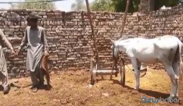Pakistan'da bahis çetesine operasyon: Bir eşek gözaltına alındı