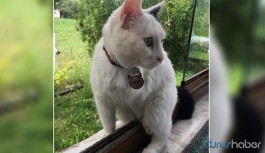 Engelli kedi 'sütlaç' silahla vurularak öldürüldü