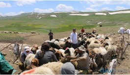 Koçerler Hakkari yaylalarına ulaştı