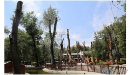 Çankaya Belediyesi'nden 'Kuğulu Park' savunması: O ağaçlar kurumak üzereydi