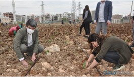 HDP'li belediye ekti, kayyım yedi!
