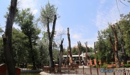 Kuğulu Park’ta budanan ağaçlar bir daha yeşermeyecek