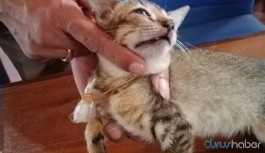 Uyuşturucu kuryesi kedi cezaevinden firar etti