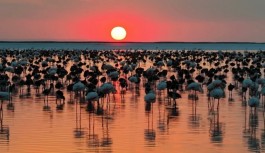 Tuz Gölü'nde yavru flamingo sayısı artıyor