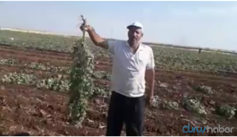 Ekinleri kuruyan çiftçiden AKP’li vekile...